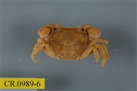 藏品(平背蜞)的圖片